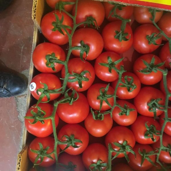Toptan Domates  Satışı